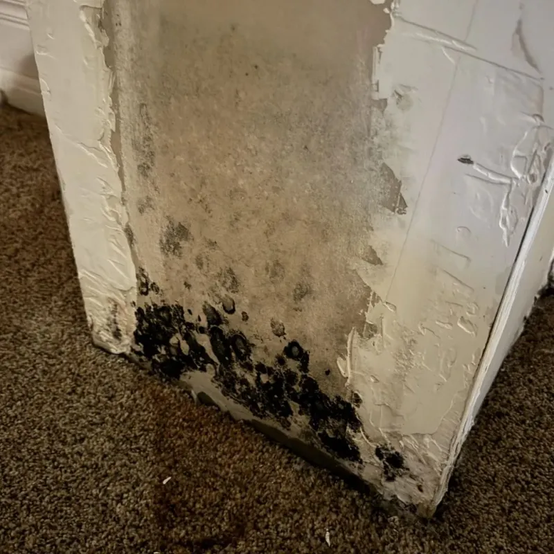 Professional Mold Removal in Cutten, CA